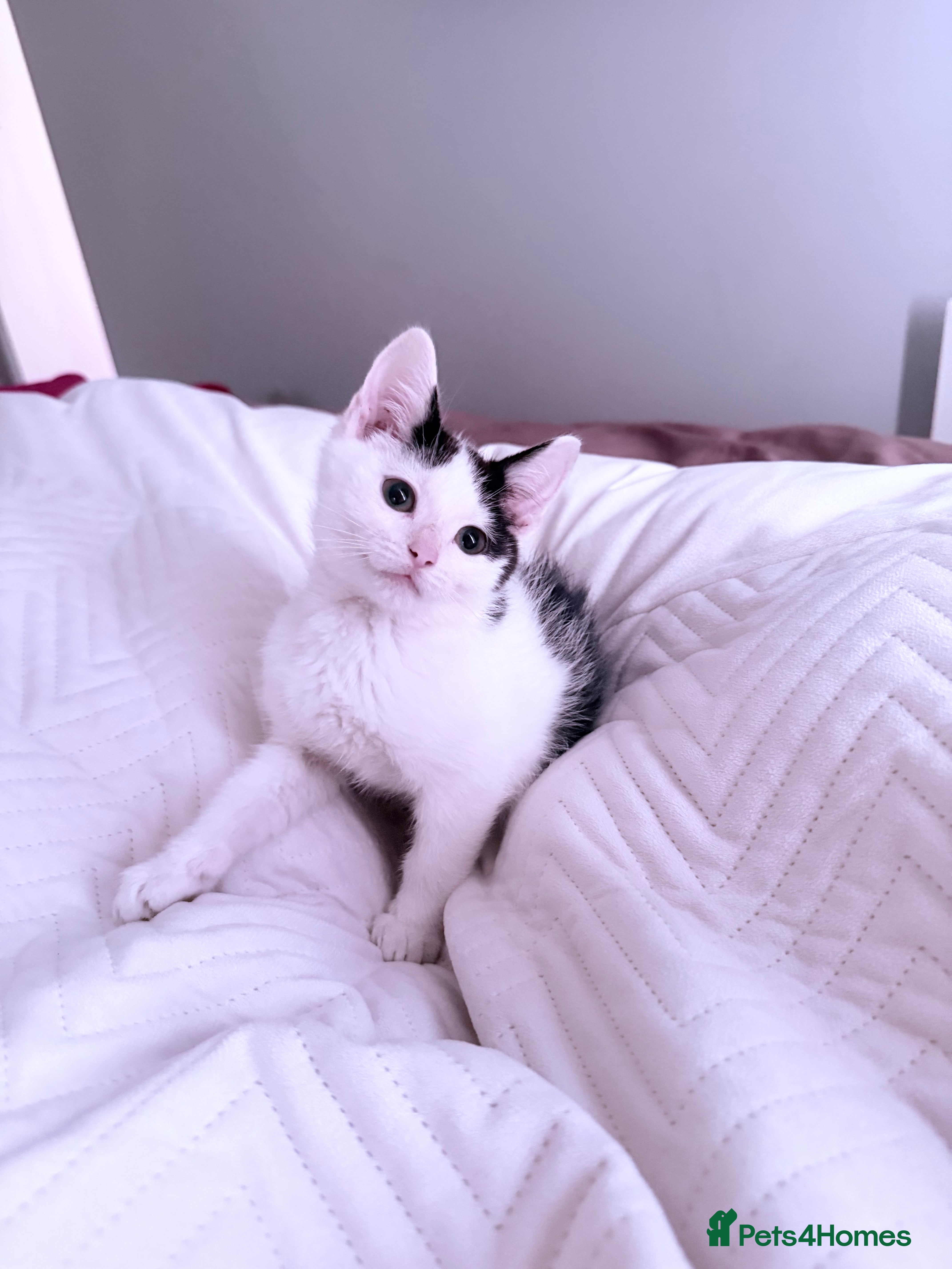 Domestic Shorthair cats Boy kitten - Advert 1