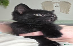 Mixed Breed cats for sale: One male and female tabby kittens  - Image 4