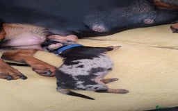 Dachshund dogs for sale: Smooth haired dachshund puppys  - Image 4