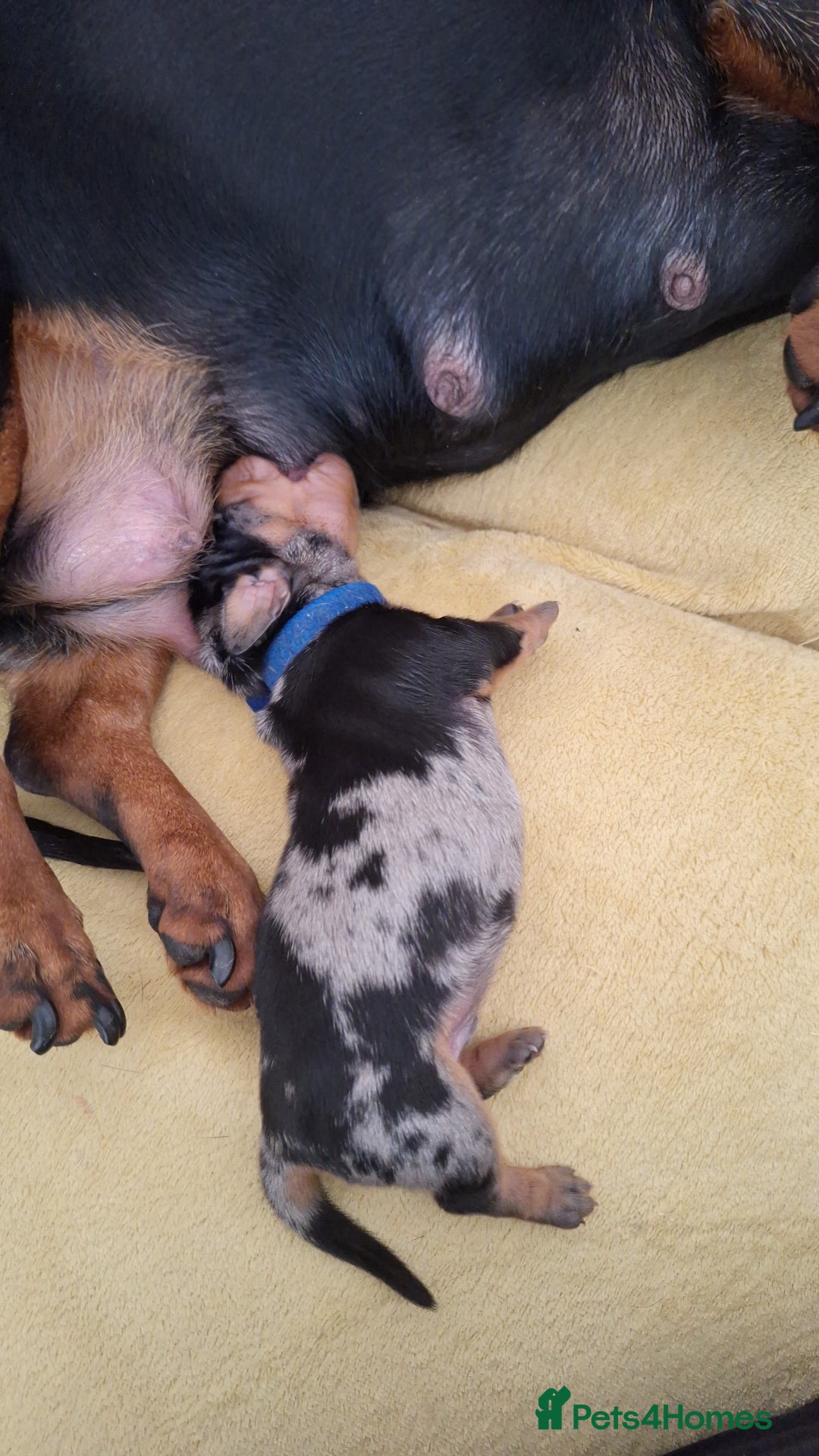 Dachshund dogs for sale: Smooth haired dachshund puppys  - Image 4