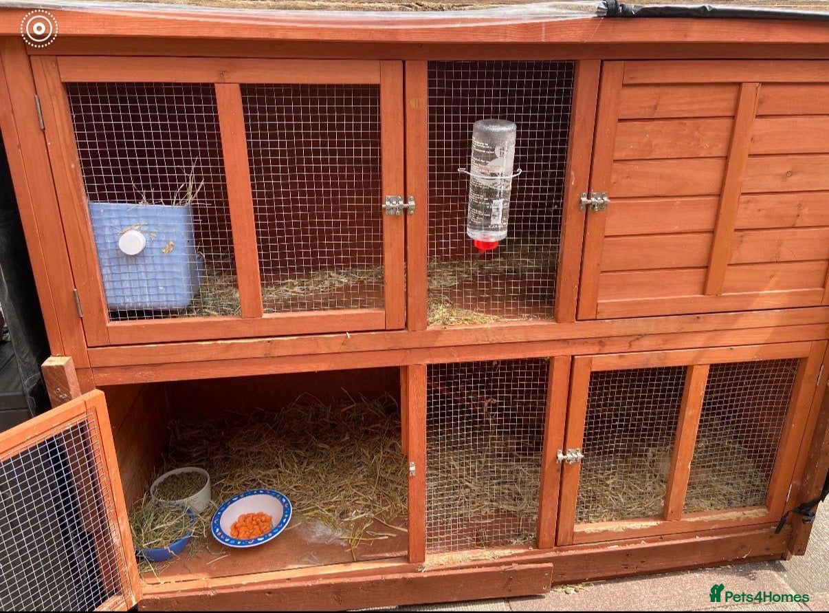Mixed Breed rabbits for sale: Hopsy the rabbit in Milton Keynes - Advert 4