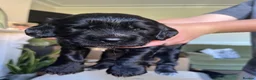 Cocker Spaniel dogs for sale: KC Reg Cocker Spaniel Puppies in Chippenham - Advert 7
