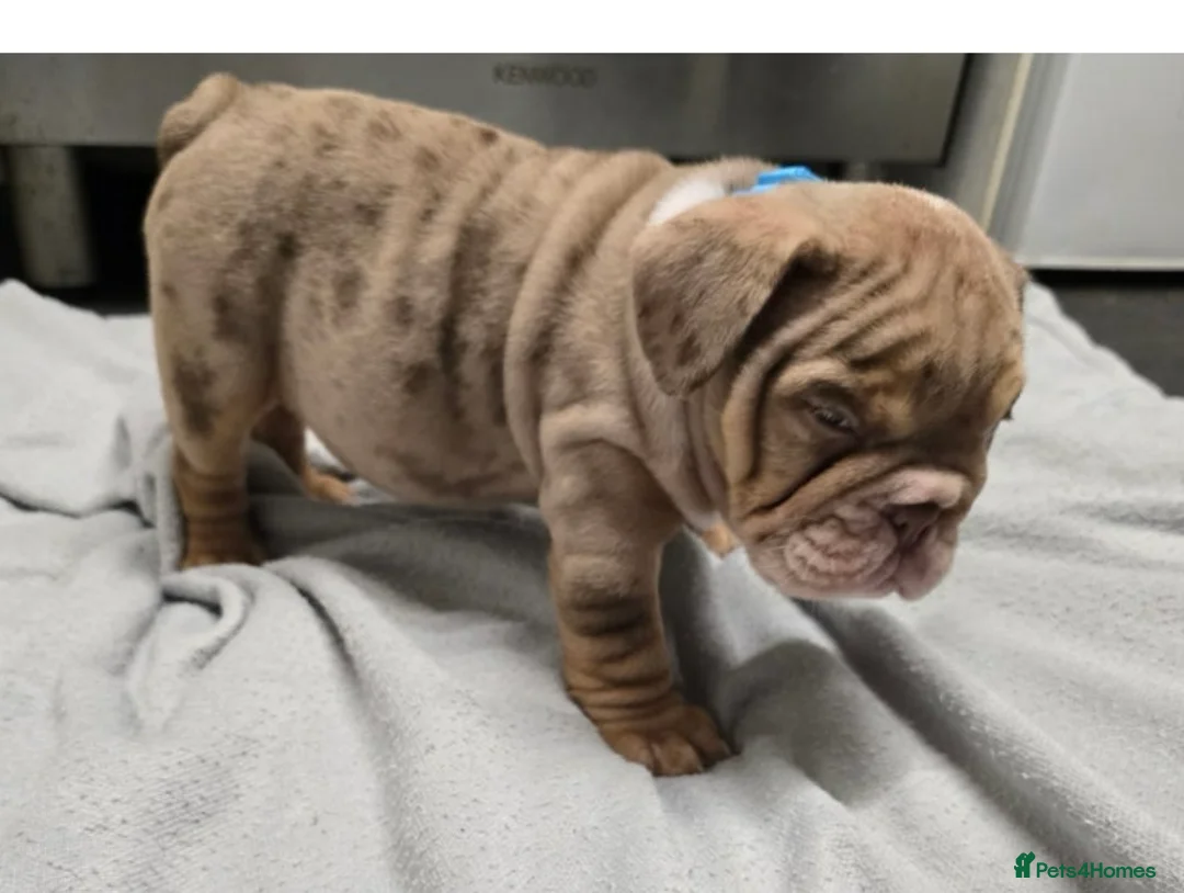 English Bulldog dogs for sale: puppies for sale last 2 girls on near offer  - Advert 1