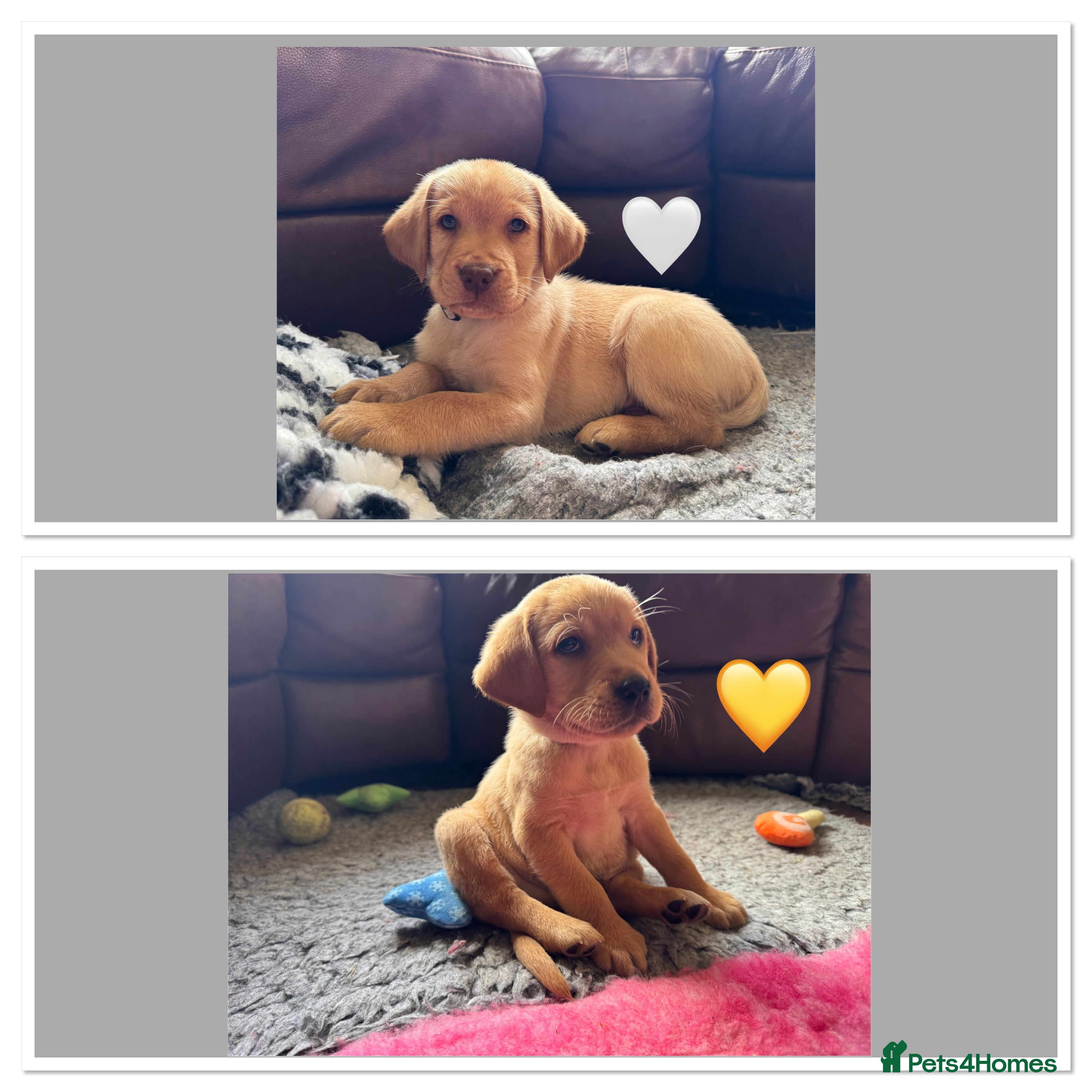 Labrador Retriever dogs Kennel Club Registered Labrador puppies  - Advert 16