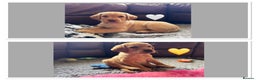 Labrador Retriever dogs for sale: Kennel Club Registered Labrador puppies  - Advert 1