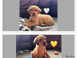 Labrador Retriever dogs Kennel Club Registered Labrador puppies - Advert 15