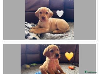 Labrador Retriever dogs Kennel Club Registered Labrador puppies - Advert 3