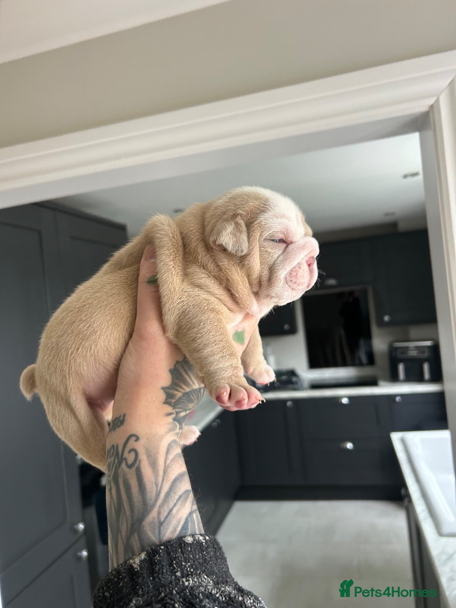 English Bulldog dogs for sale: Beautiful little of 3 English bulldogs  in Consett - Advert 2
