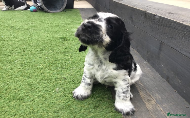 Cocker Spaniel dogs - Advert 7