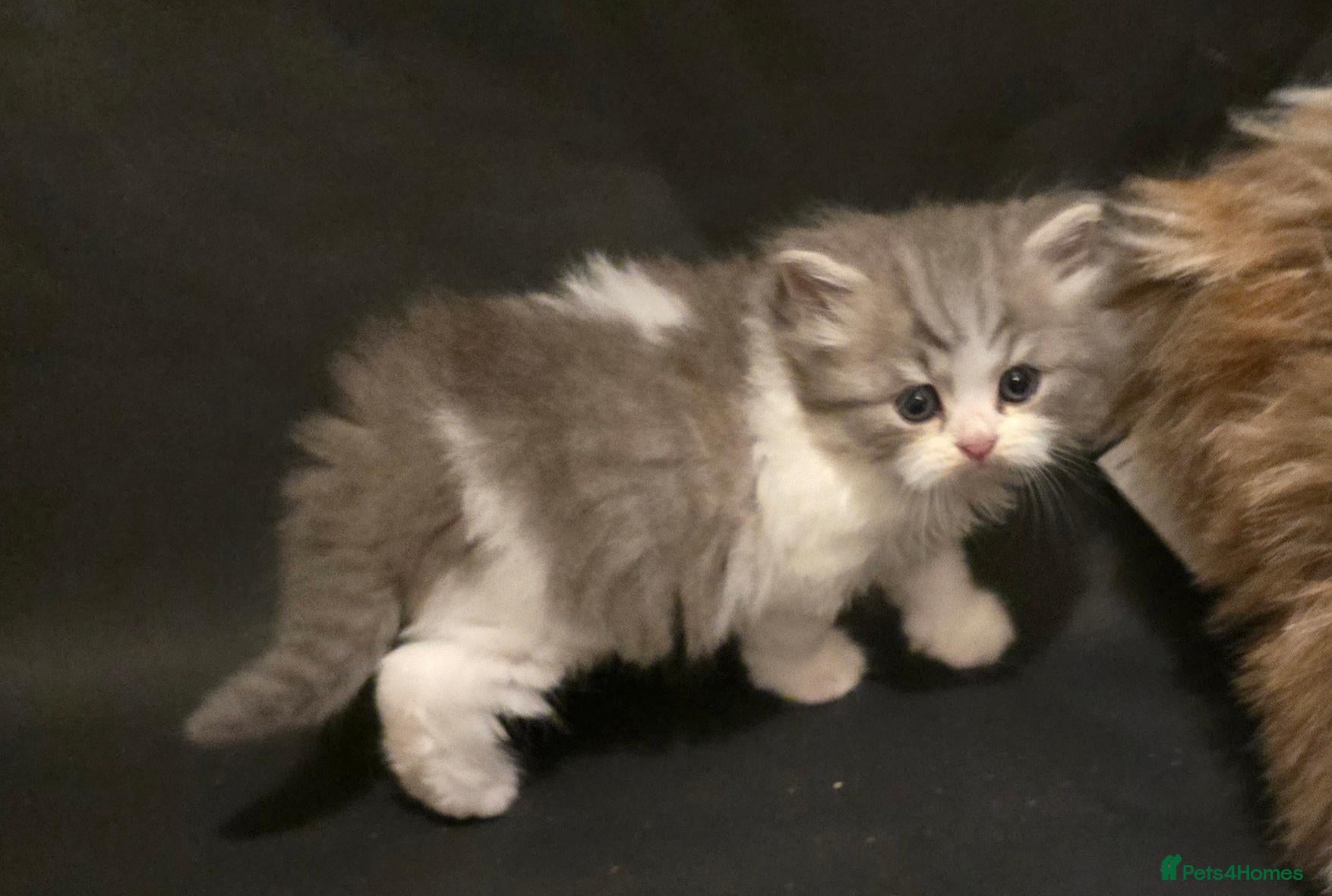 Scottish Fold cats for sale: 3x Scottish ×Siberian kittens  - Advert 2