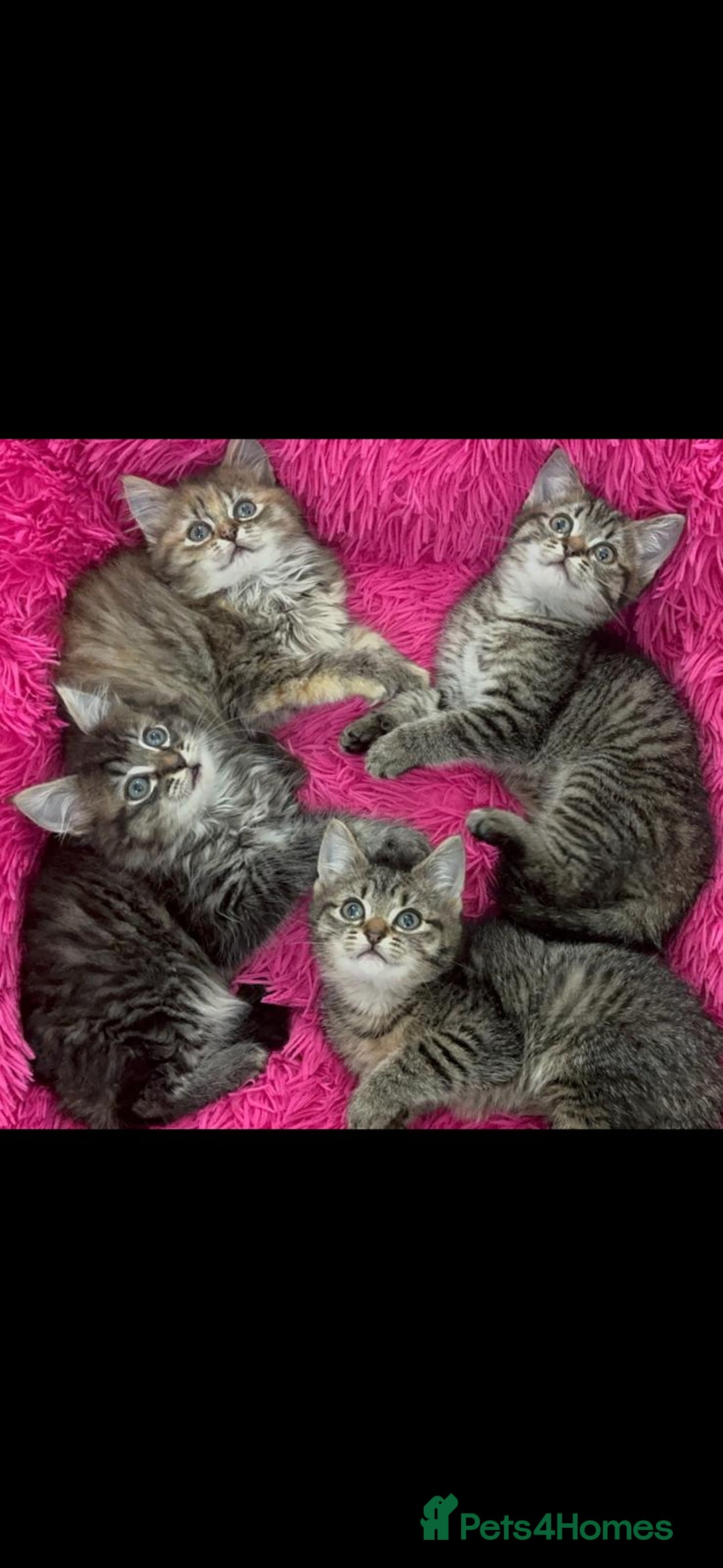 Mixed Breed cats for sale: GORGEOUS FLUFFY KITTENS - Advert 4