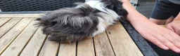 Guinea Pig rodents for sale: Female Guinea Pig - Advert 4