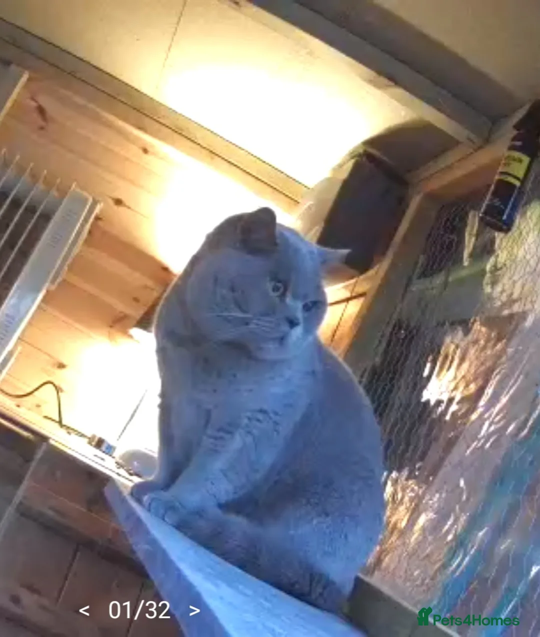 British Shorthair cats for stud: Imported Pedigree British Shorthair, BG B in London - Advert 9