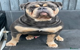 Dorset Olde Tyme Bulldogge dogs for stud: Proven LH fluffy carrier in Portsmouth - Image 7