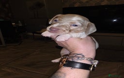 Dachshund dogs for sale: daschund puppies 1 chocolate male left - Image 16