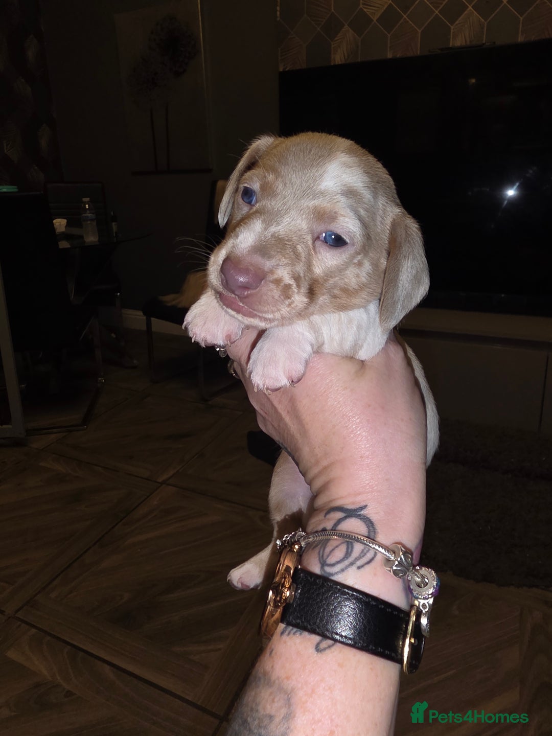 Dachshund dogs for sale: daschund puppies 1 chocolate male left - Image 16