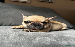 French Bulldog dogs for sale: KC wonderful French Bulldog puppies🐾 - Image 17