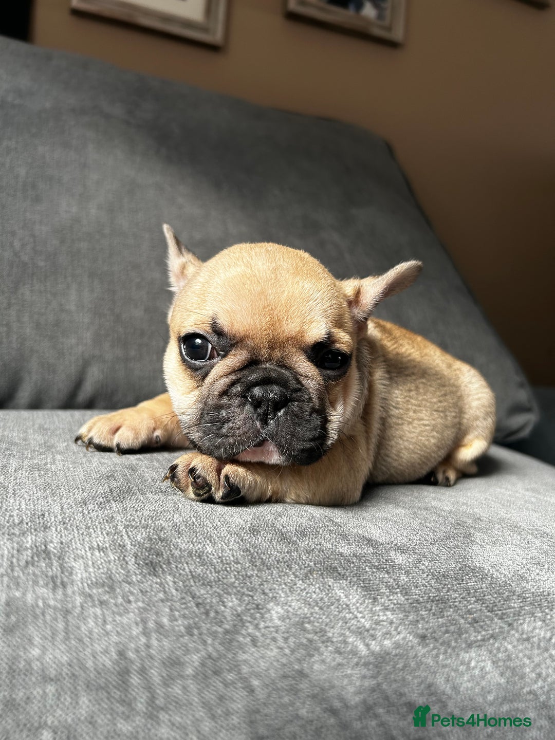 French Bulldog dogs for sale: KC wonderful French Bulldog puppies🐾 - Image 17