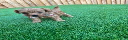 Cockapoo dogs for sale: 🐾 Adorable F1BB Teddy bear toy cockapoos 🐾 - Advert 23