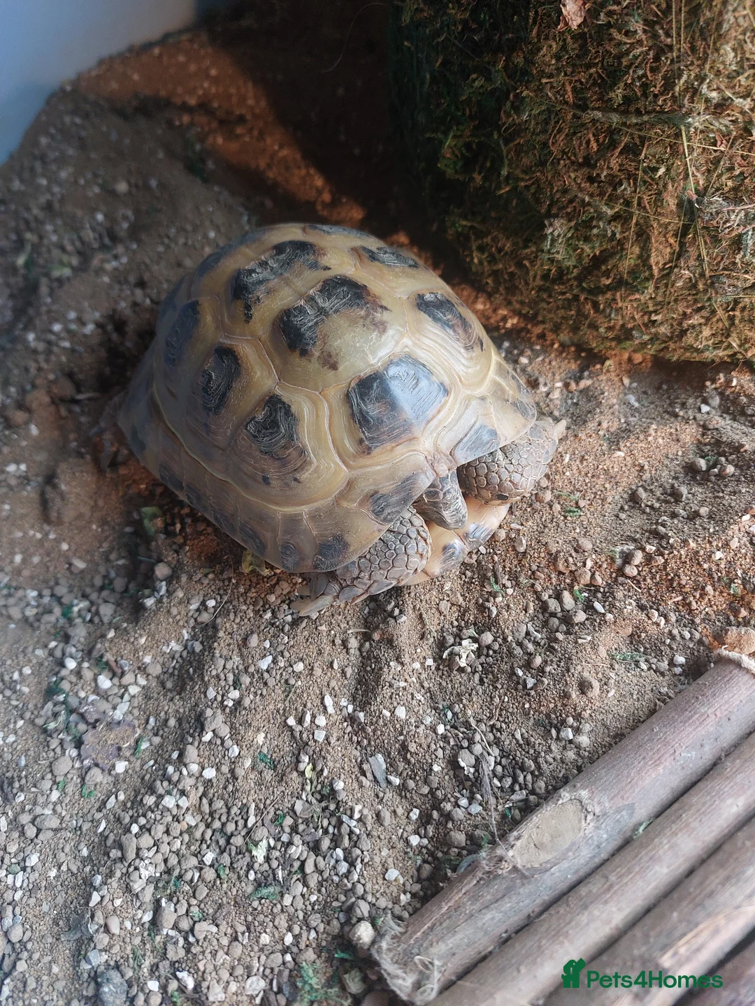 Tortoise reptiles for sale: Horsefield tortoises  in Coalville - Advert 5