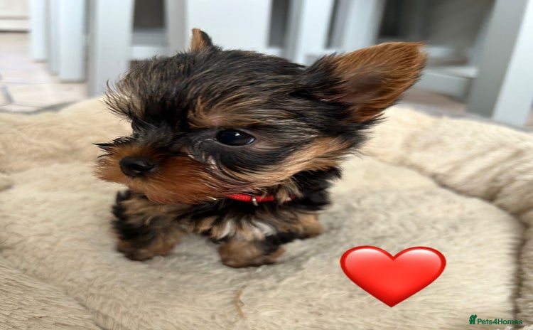 Yorkshire Terrier dogs in Melton Mowbray - Advert 2