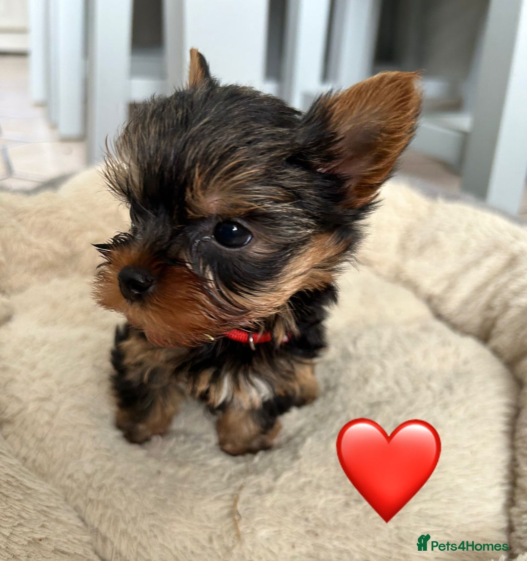 Yorkshire Terrier dogs for sale: Yorkshire Terrier Puppy 1 - 1 boy KCRegistered tiny Yorkshire Terrier puppies - Image 1