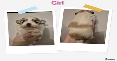 Mixed Breed dogs Parti colour maltipom puppies - Advert 16