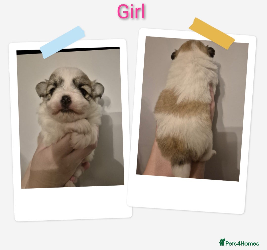 Mixed Breed dogs for sale: Parti colour maltipom puppies - Advert 2