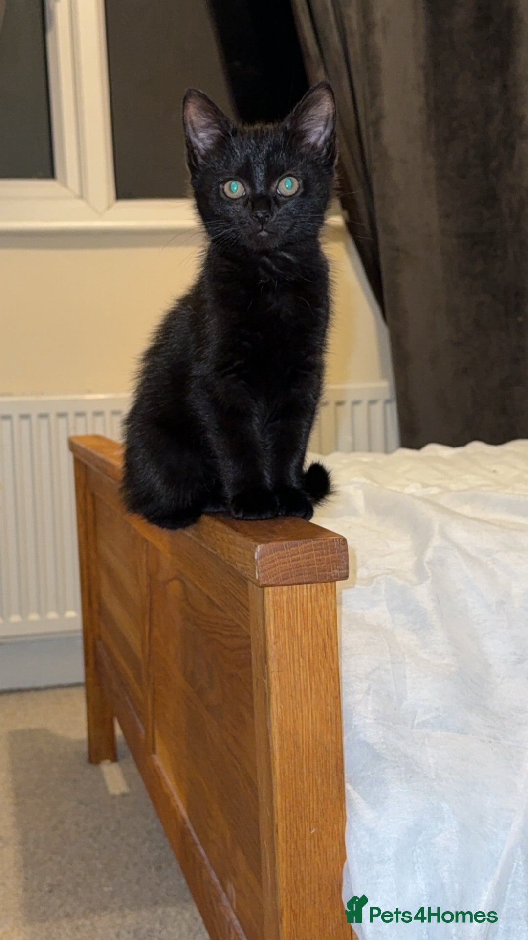 British Shorthair cats for sale: All black female kitten  - Advert 3