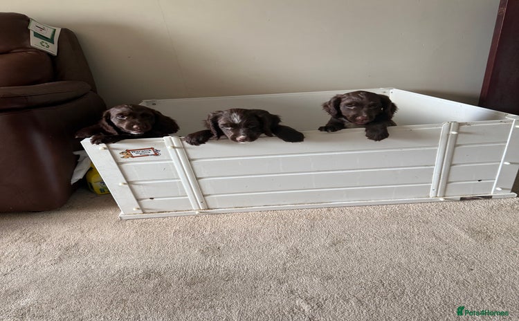 Cocker Spaniel dogs - Advert 4