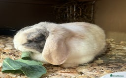 Mini Lop rabbits for sale: Two beautiful bonded mini lop females - Image 4