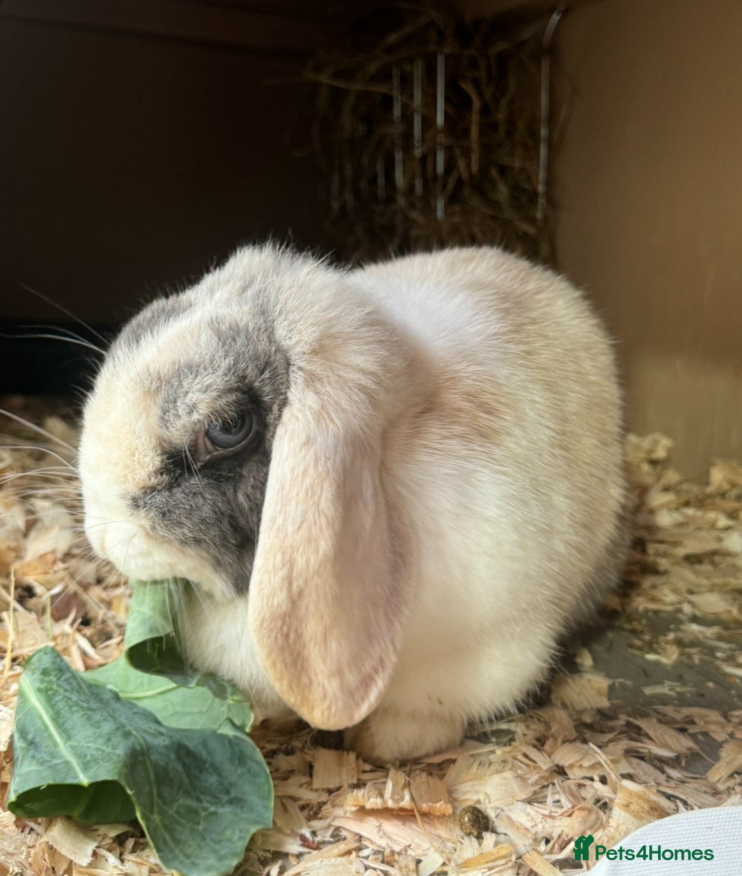 Mini Lop rabbits for sale: Two beautiful bonded mini lop females - Image 4