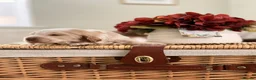 Cocker Spaniel dogs for sale: Show type cocker spaniels  - Advert 30