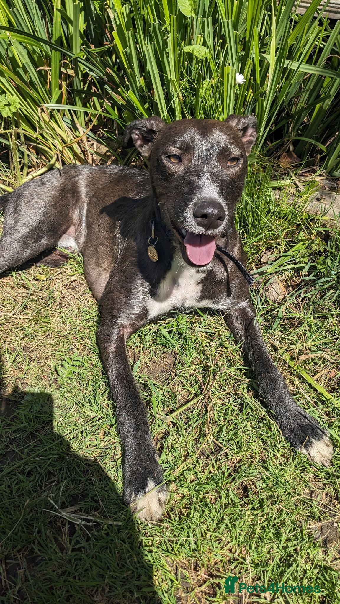 Mixed Breed dogs Whippet staffy cross  - Advert 1