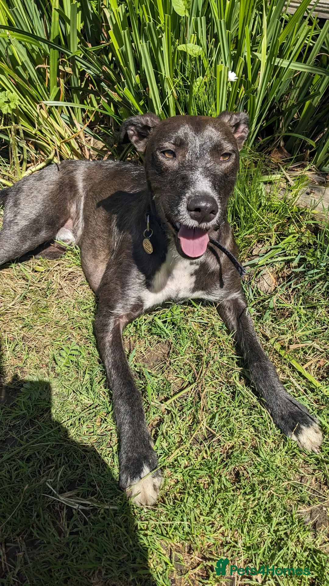 Mixed Breed dogs for sale: Whippet staffy cross  - Advert 1