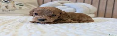 Cavapoo 1