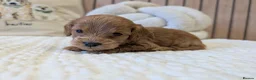 Cavapoo dogs for sale: BEAUTIFUL F1B CAVAPOO PUPPIES  - Advert 38