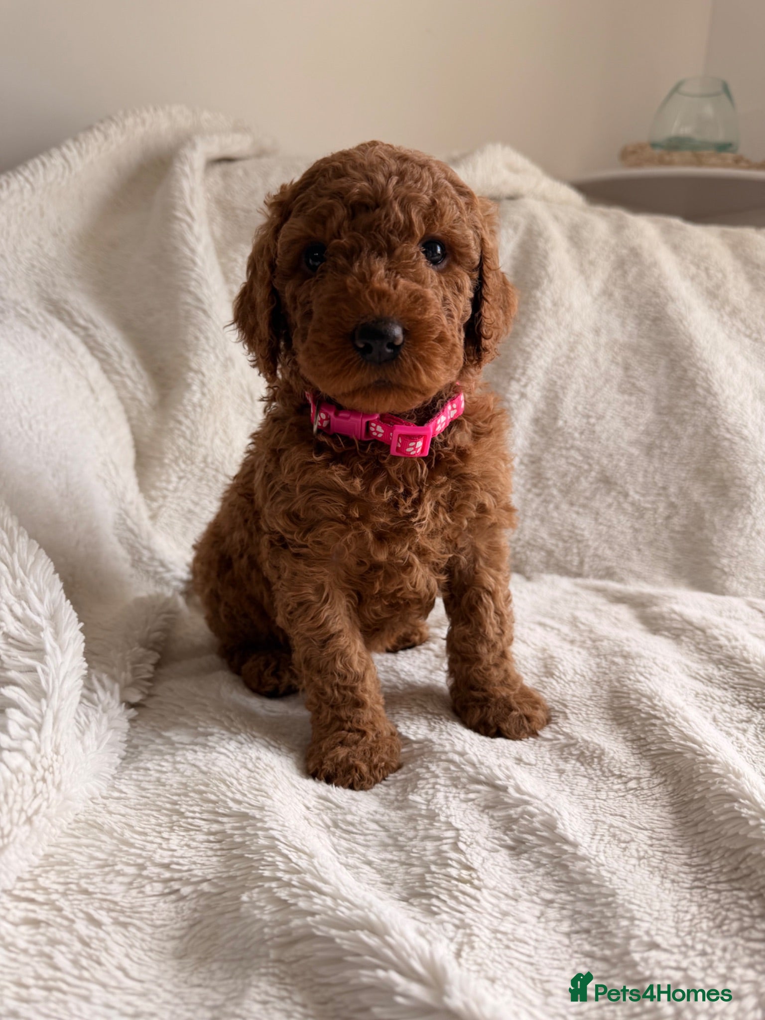 Mini Goldendoodle dogs READY in JUNE AUSTRALIAN DOODLES HEALTH TESTED🐾  - Advert 9