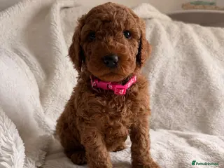 Mini Goldendoodle dogs READY in JUNE AUSTRALIAN DOODLES HEALTH TESTED🐾 - Advert 9