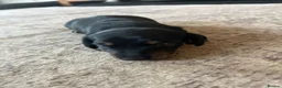 Miniature Dachshund dogs for sale: Last 2 ready to leave on 16th June - Advert 25