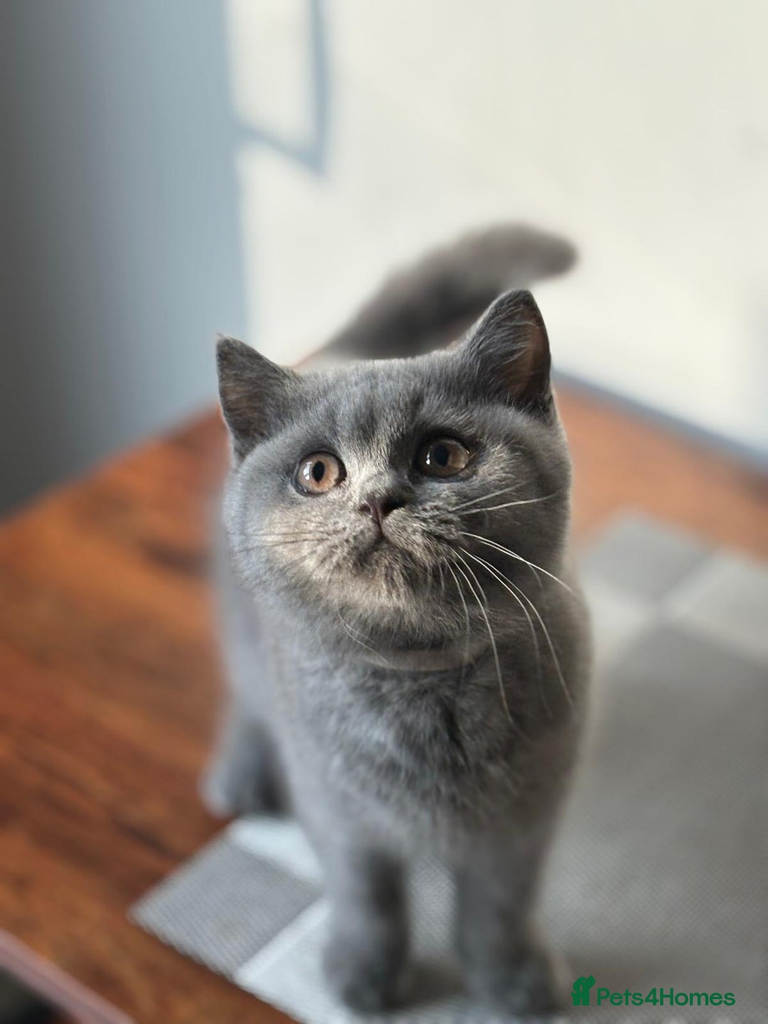 British Shorthair cats for sale: Stunning British shorthair kittens  - Image 14