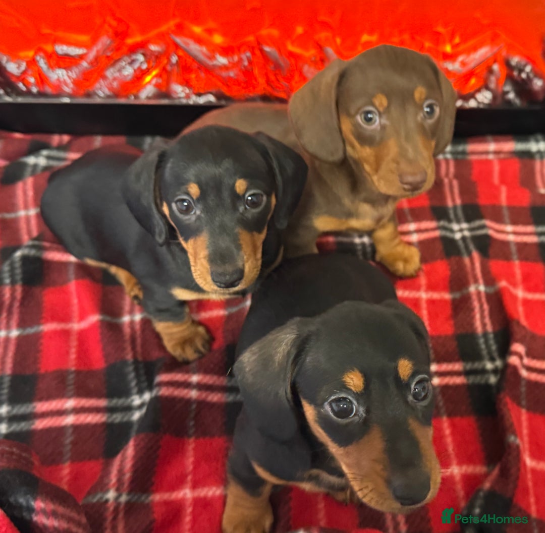 Dachshund dogs for sale: Mini dachshund puppies, PRA clear, health tested - Advert 37