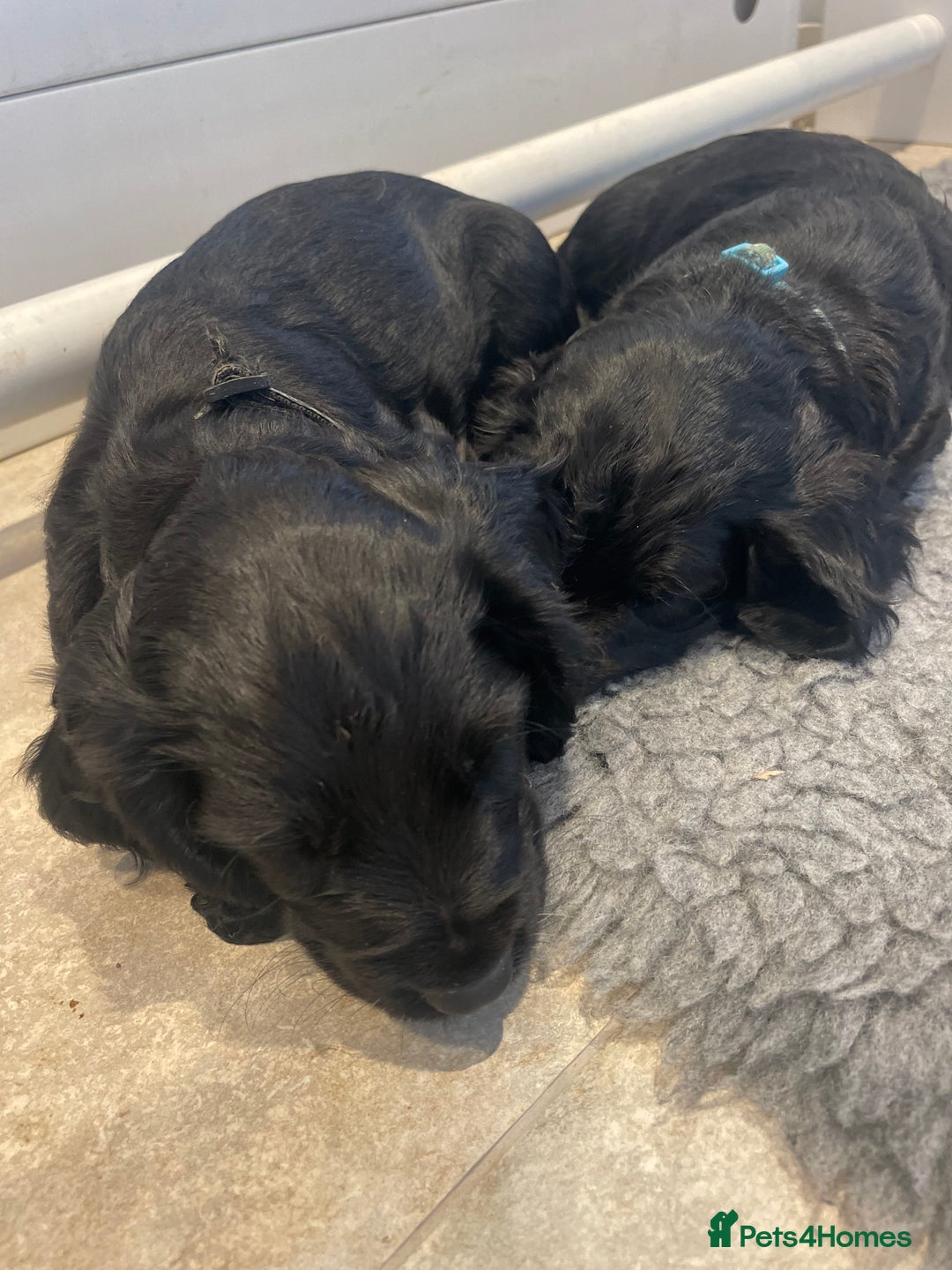 Cocker Spaniel dogs for sale: 2 working cocker puppies  - Advert 7