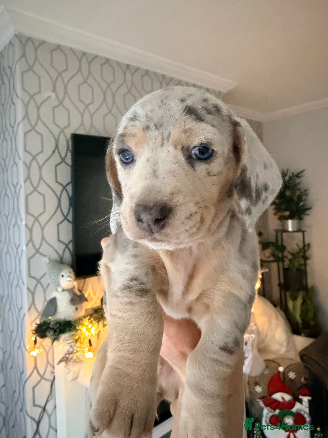 Dachshund dogs for sale: Family dogs first puppies - stunning Dachshunds  - Advert 10