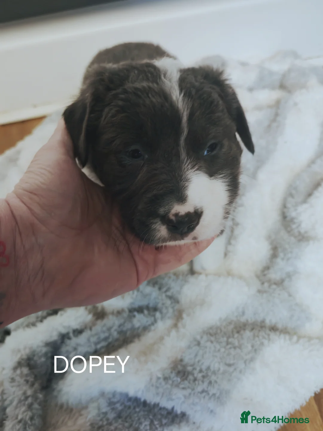 Mixed Breed dogs for sale:  REDUCED!! 2 OLD TYME BORDER COLLIE PUPPIES!  - Advert 14