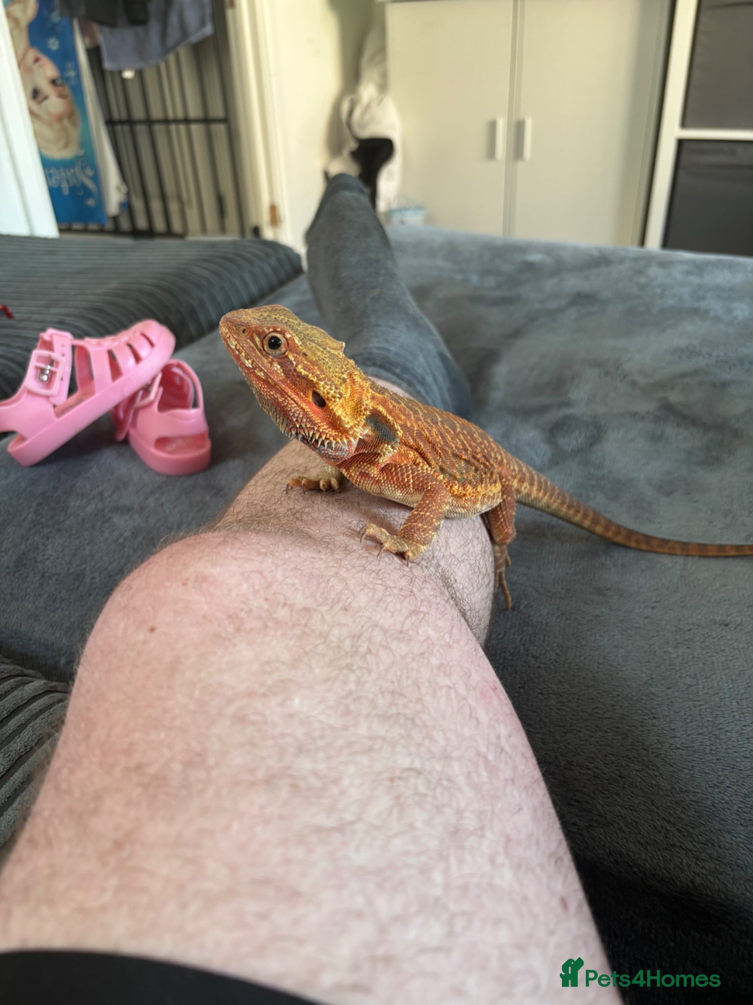 Bearded Dragon reptiles for sale: Red bearded dragon in Eastbourne - Advert 2
