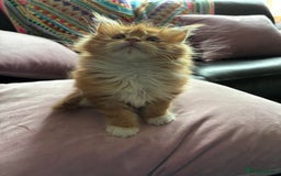 Maine Coon cats for sale: Beautiful Maine Coon kitten Boys - Image 6