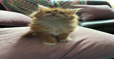 Maine Coon cats - Advert 4