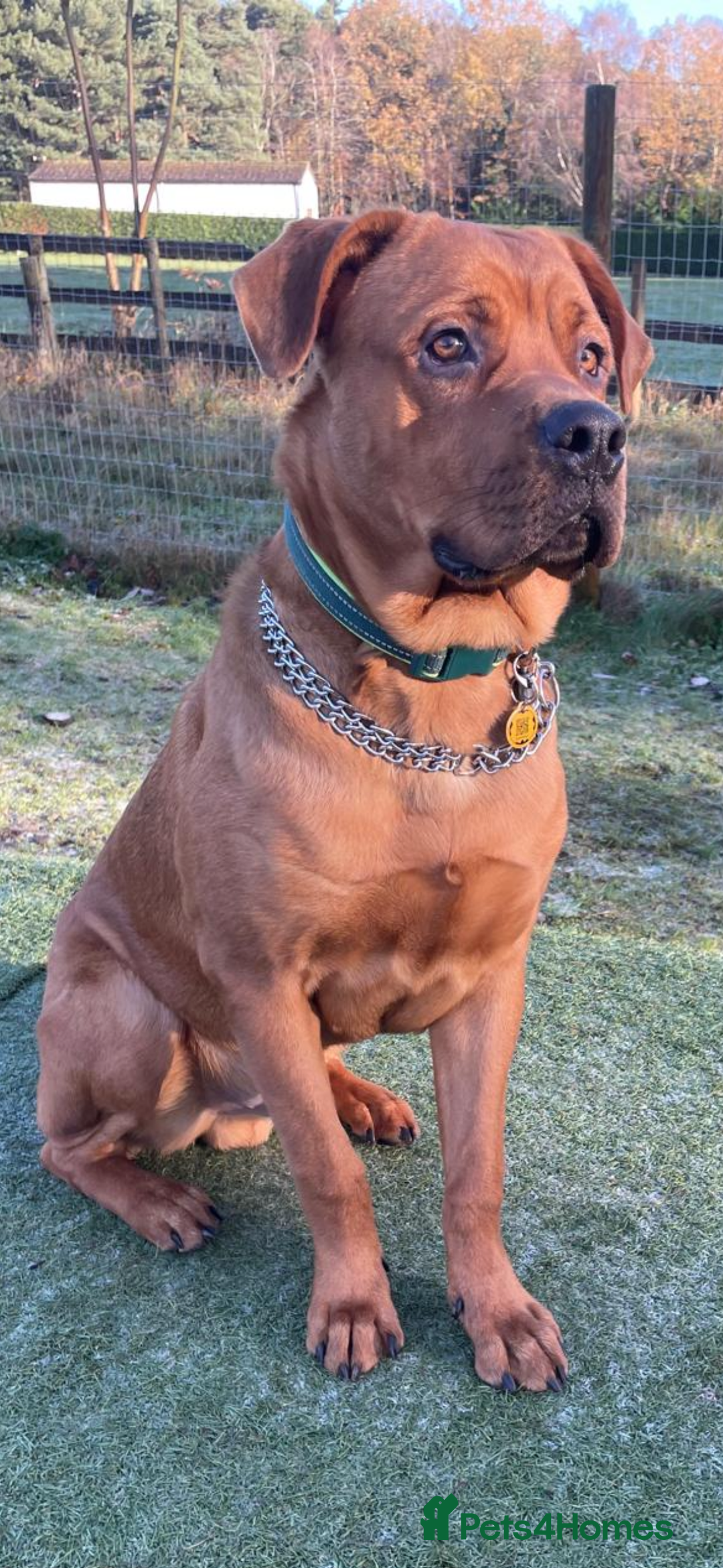 Mixed Breed dogs for sale: 10 months old loving beautiful boy - Advert 1