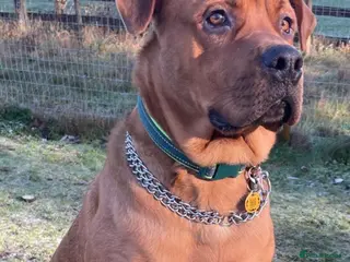 Mixed Breed dogs 10 months old loving beautiful boy - Advert 1